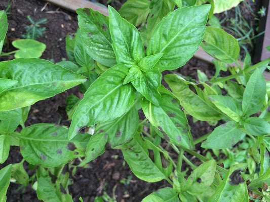 Sweet Basil