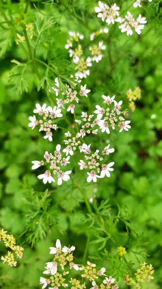 Coriander Seed