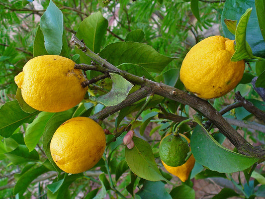 Yuzu