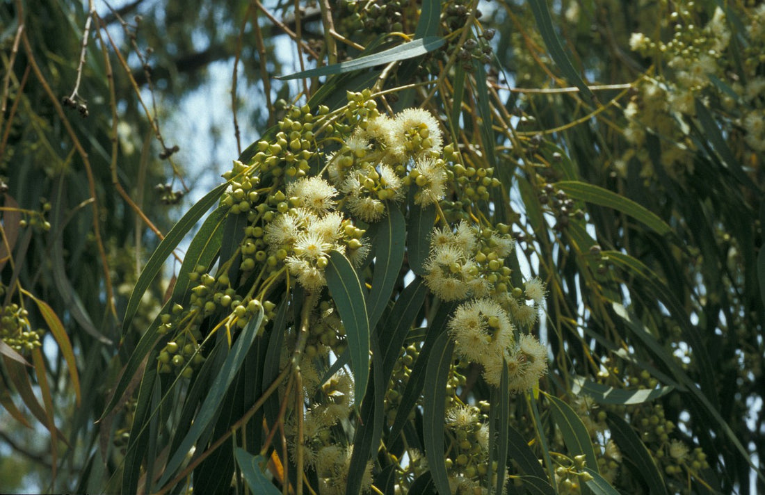 Eucalyptus