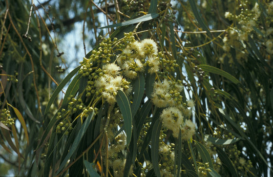 Eucalyptus