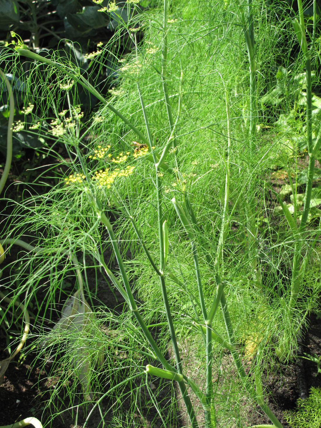 Sweet Fennel
