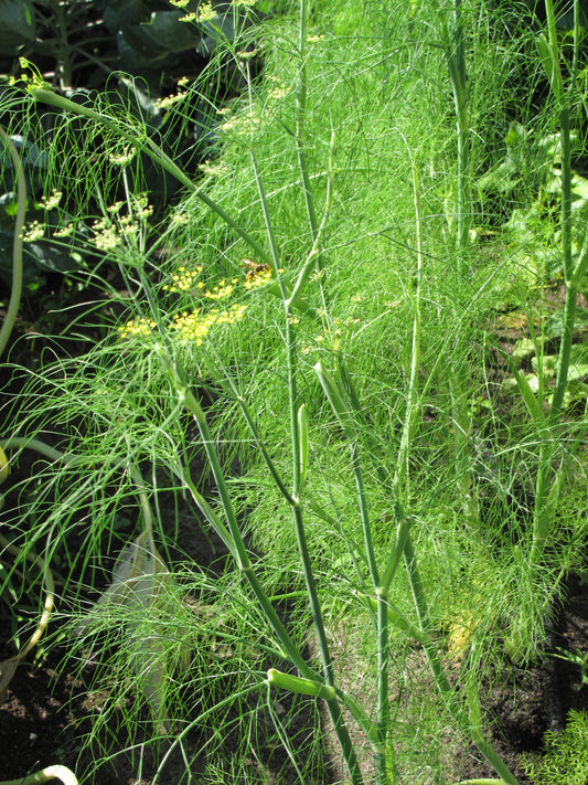Sweet Fennel