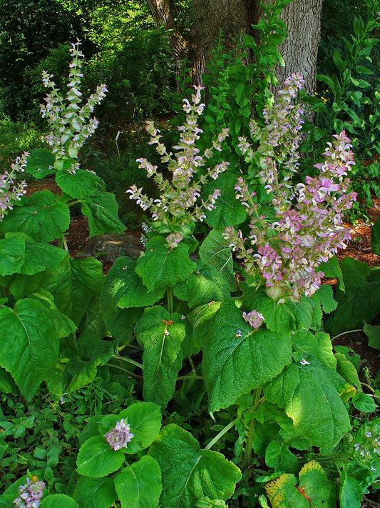 Clary Sage