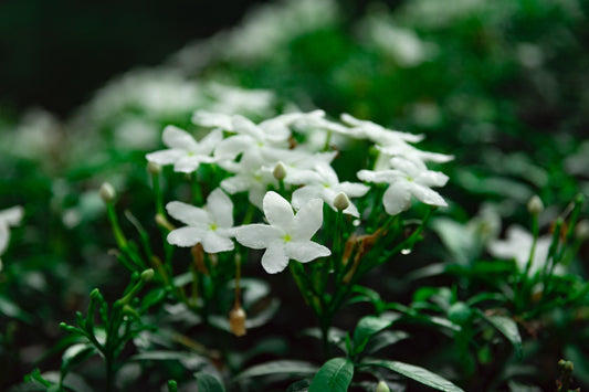 jasmine absolute