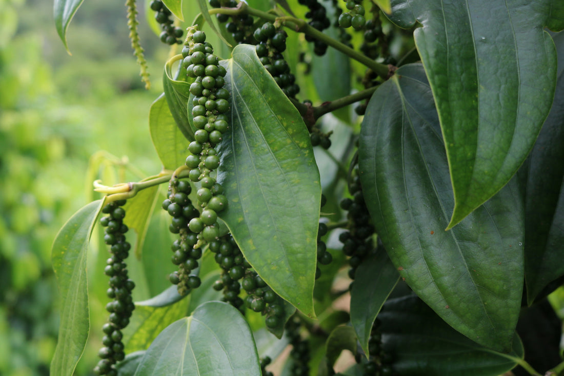 Black Pepper