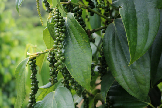 Black Pepper