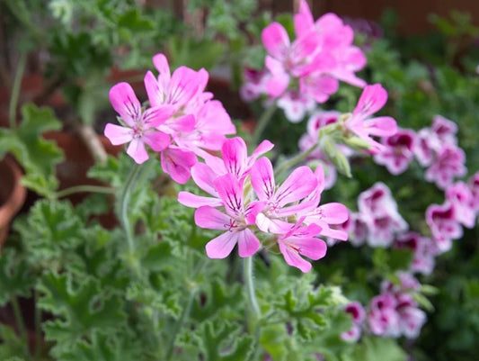Geranium