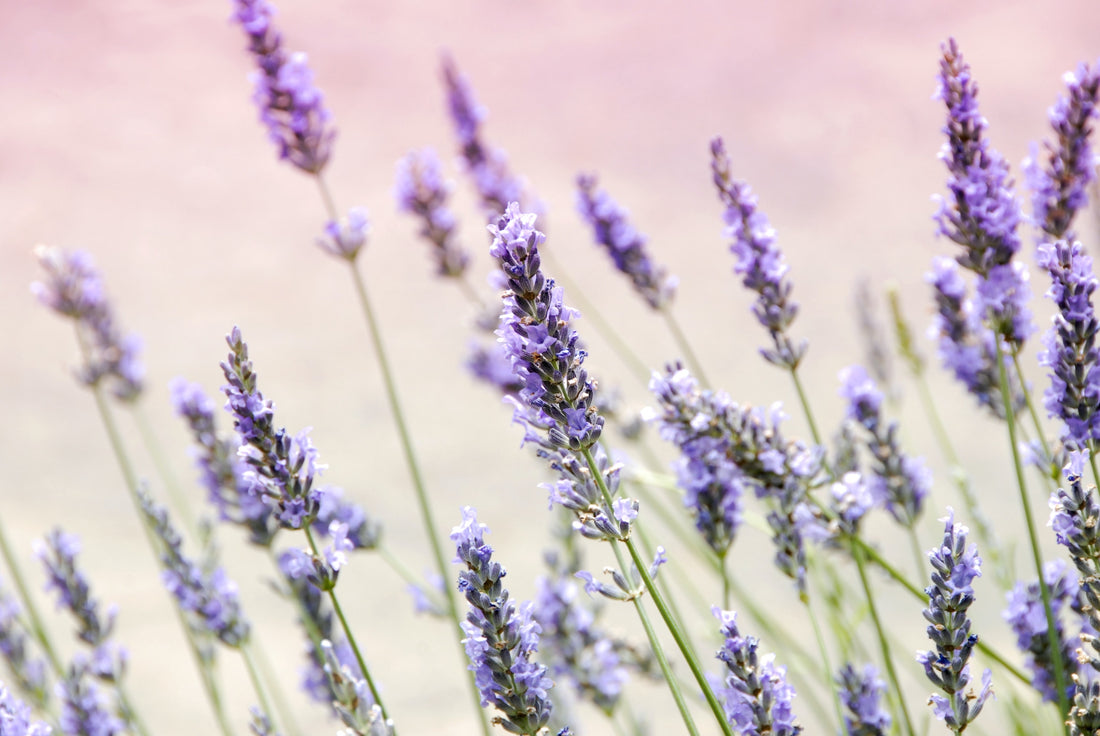 Lavender