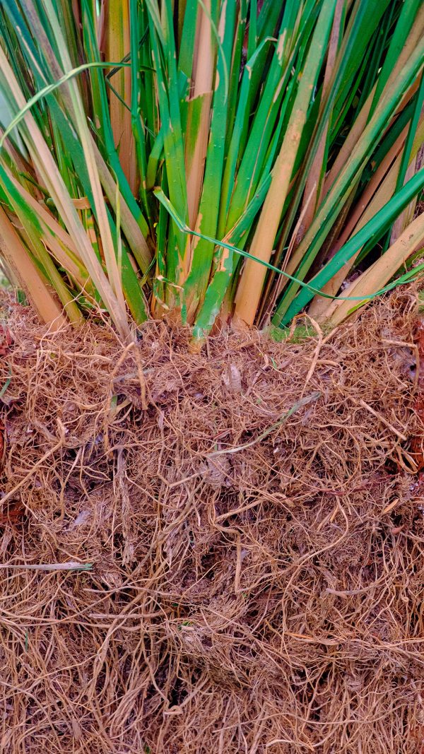 Vetiver