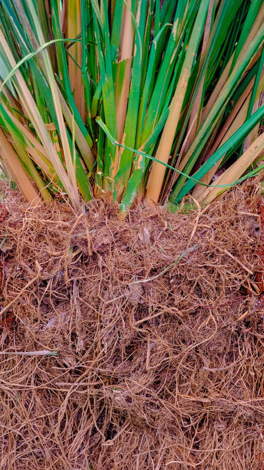 Vetiver