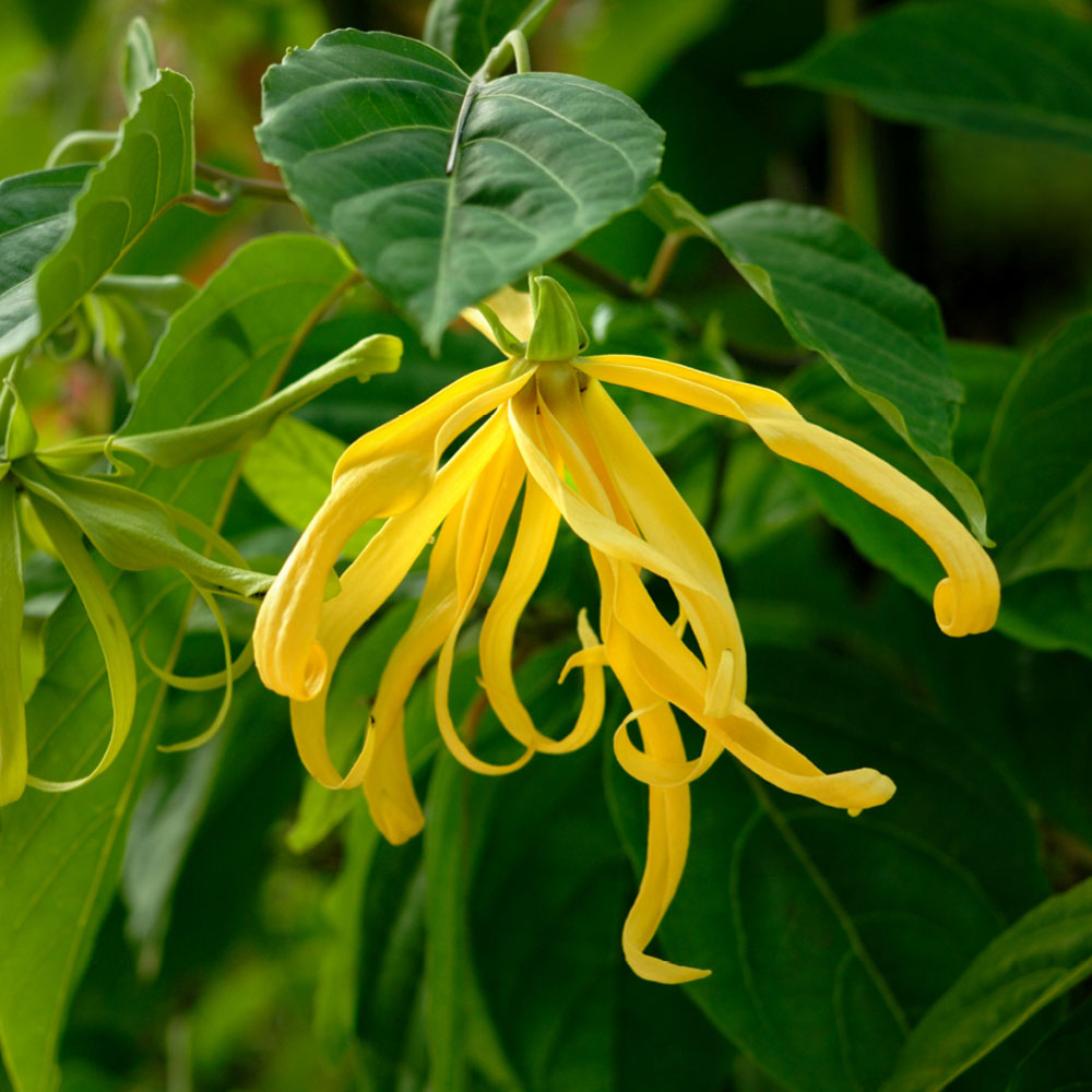 Ylang-Ylang