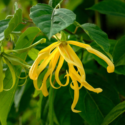 Ylang-Ylang