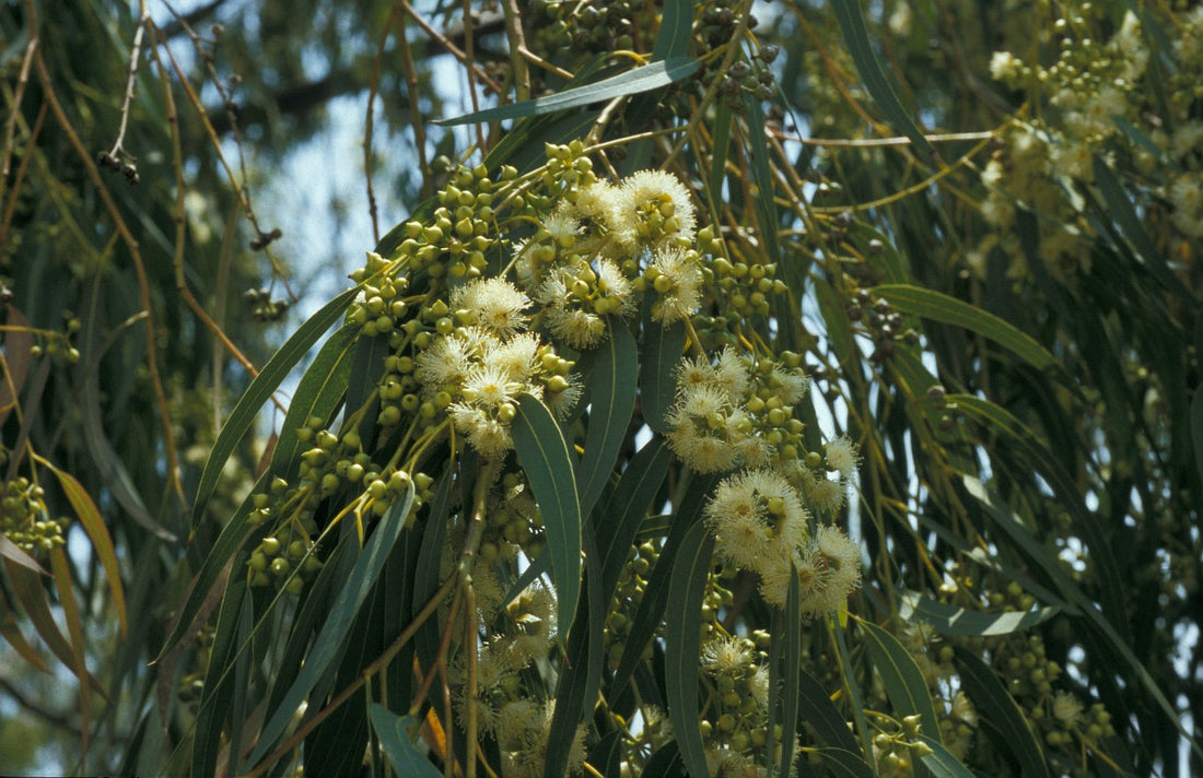 Eucalyptus (Eucalyptus globulus)