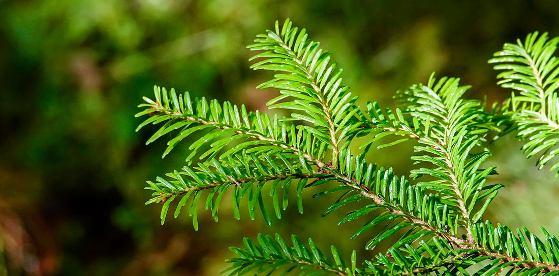 balsam fir essential oil and benefits